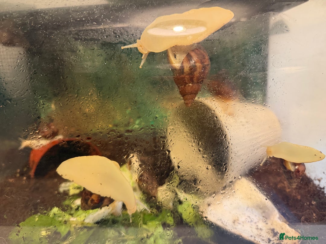 Snails invertebrates for sale: giant african land snails  - Advert 3