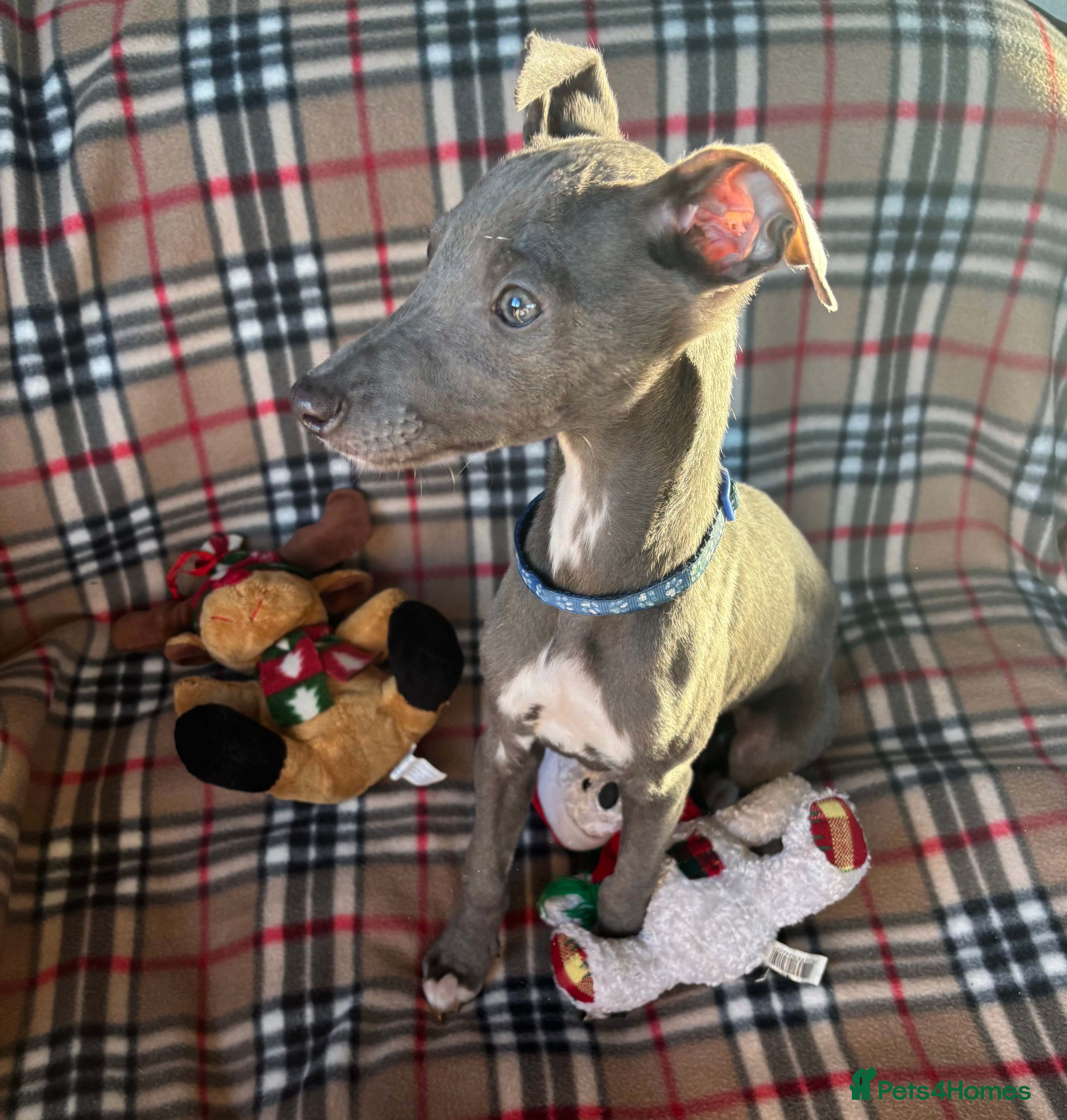 Whippet dogs Stunning KC registered whippet puppies - Advert 1