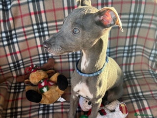 Whippet dogs Stunning KC registered whippet puppies - Advert 4