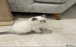Ragdoll cats for sale: Beautiful 10-Week-Old Blue Point Ragdoll Kittens - Image 2