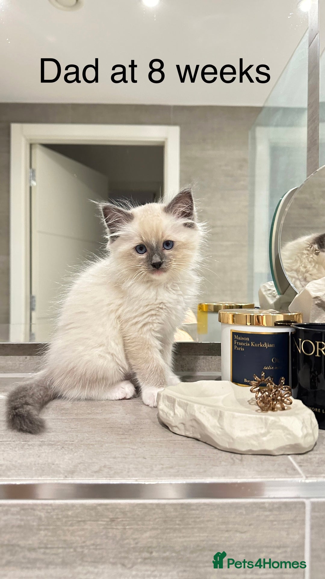 Ragdoll cats for sale: Ragdoll cross British shorthair kittens - Advert 4