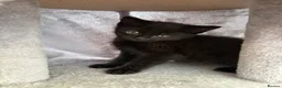 Mixed Breed cats for sale: Miss  - Advert 4