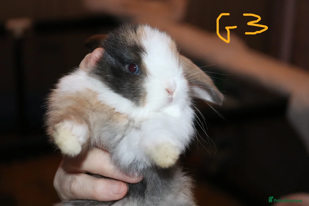 Mini Lop rabbits for sale: 5 Mini Lop x Mini Plush babies  - Advert 23