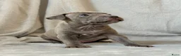 Staffordshire Bull Terrier dogs for sale: Stunning Staffordshire Bull Terriers! - Advert 9