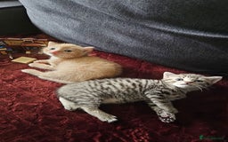 Bengal cats for sale: Beautiful Kittens for Sale - Image 9