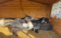 Goats livestock for sale: 2 x Female Pygmy Goats - Image 4