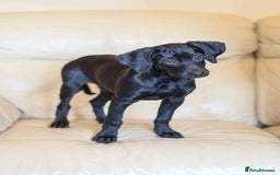 Mixed Breed dogs for adoption: Lively Little Bean - Image 3