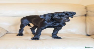 Mixed Breed dogs - Advert 9