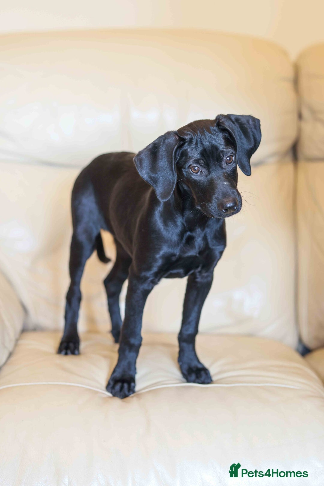 Mixed Breed dogs for adoption: Lively Little Bean - Image 3