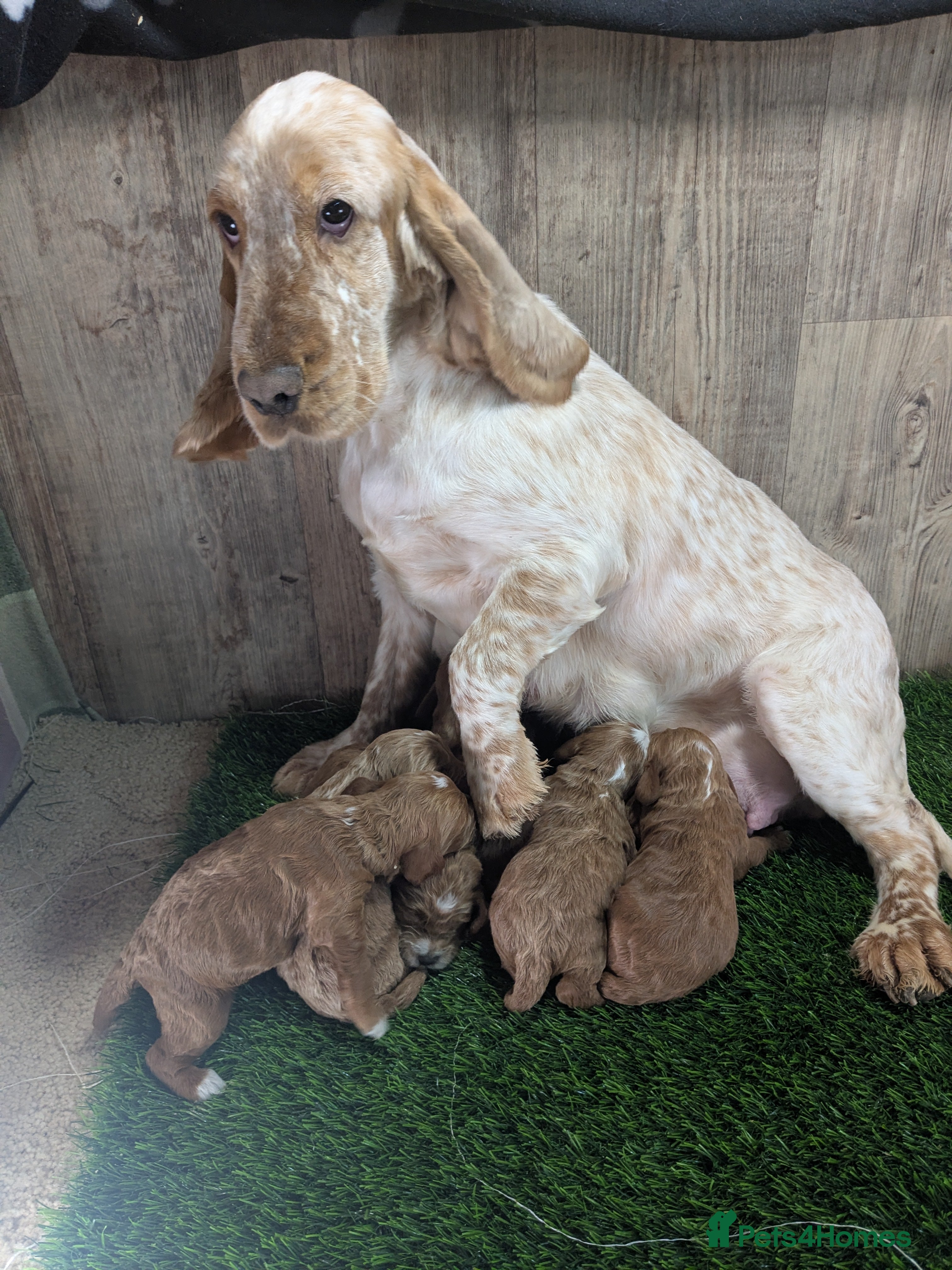 Cockapoo dogs Your Next Furry Family Member Awaits!  - Advert 6