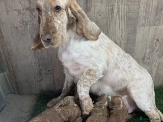 Cockapoo dogs Your Next Furry Family Member Awaits! - Advert 6