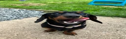 Miniature Dachshund dogs for sale: Peaches our miniature dachshund - Advert 1