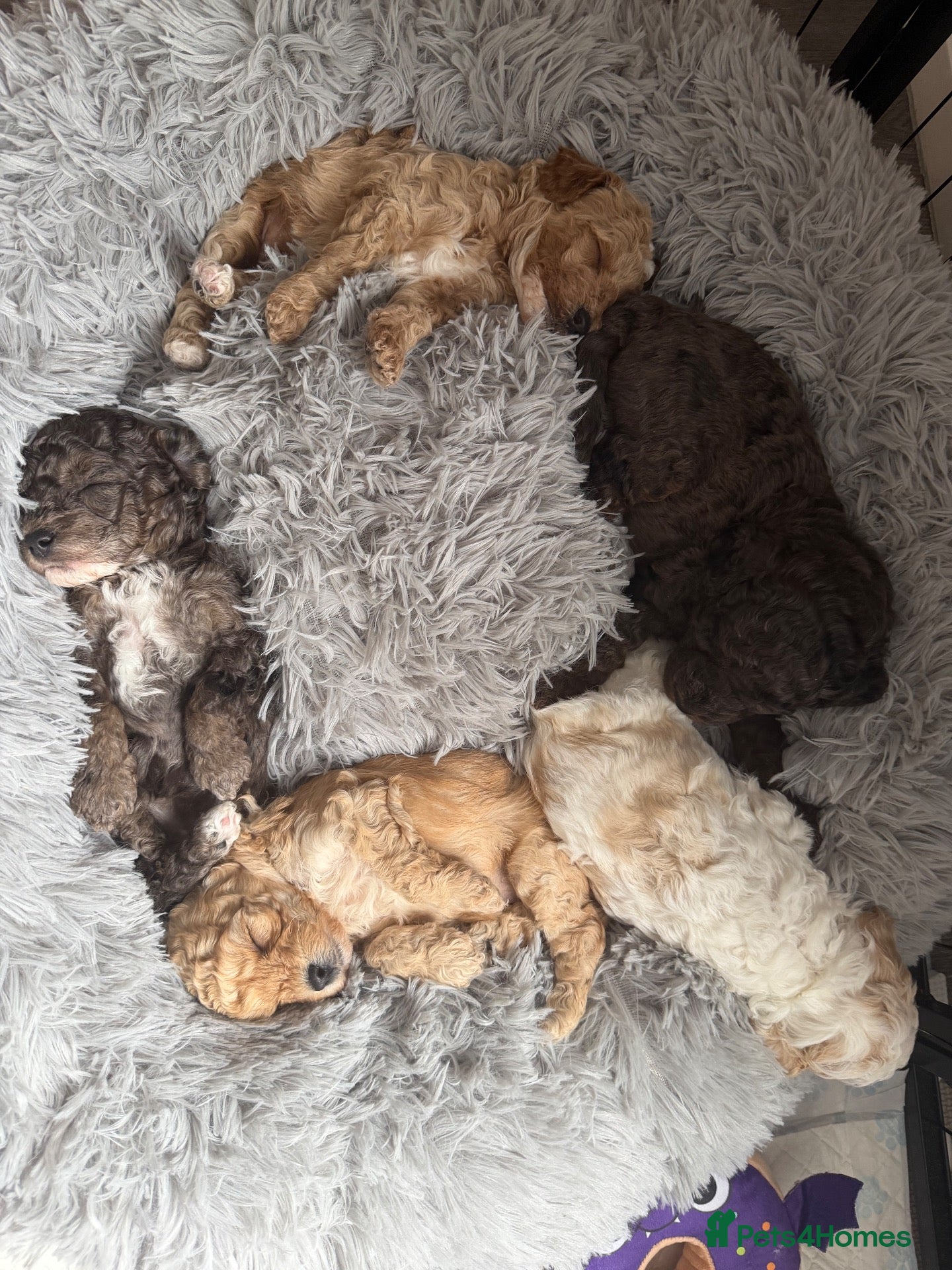 Cavapoo dogs Stunning cavapoo puppies  - Advert 1