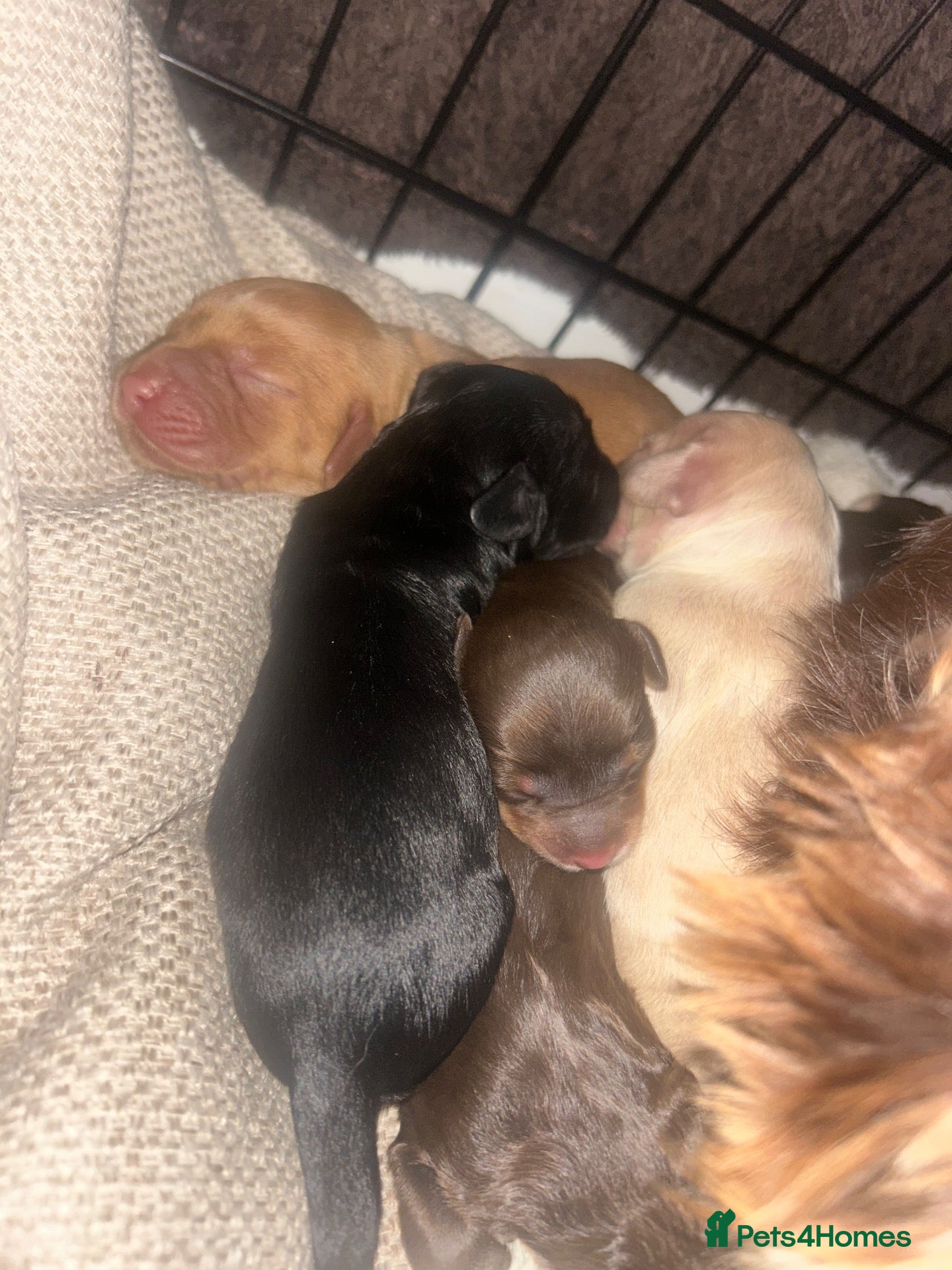 Cockapoo dogs for sale: Cockapoo Puppies - Advert 6