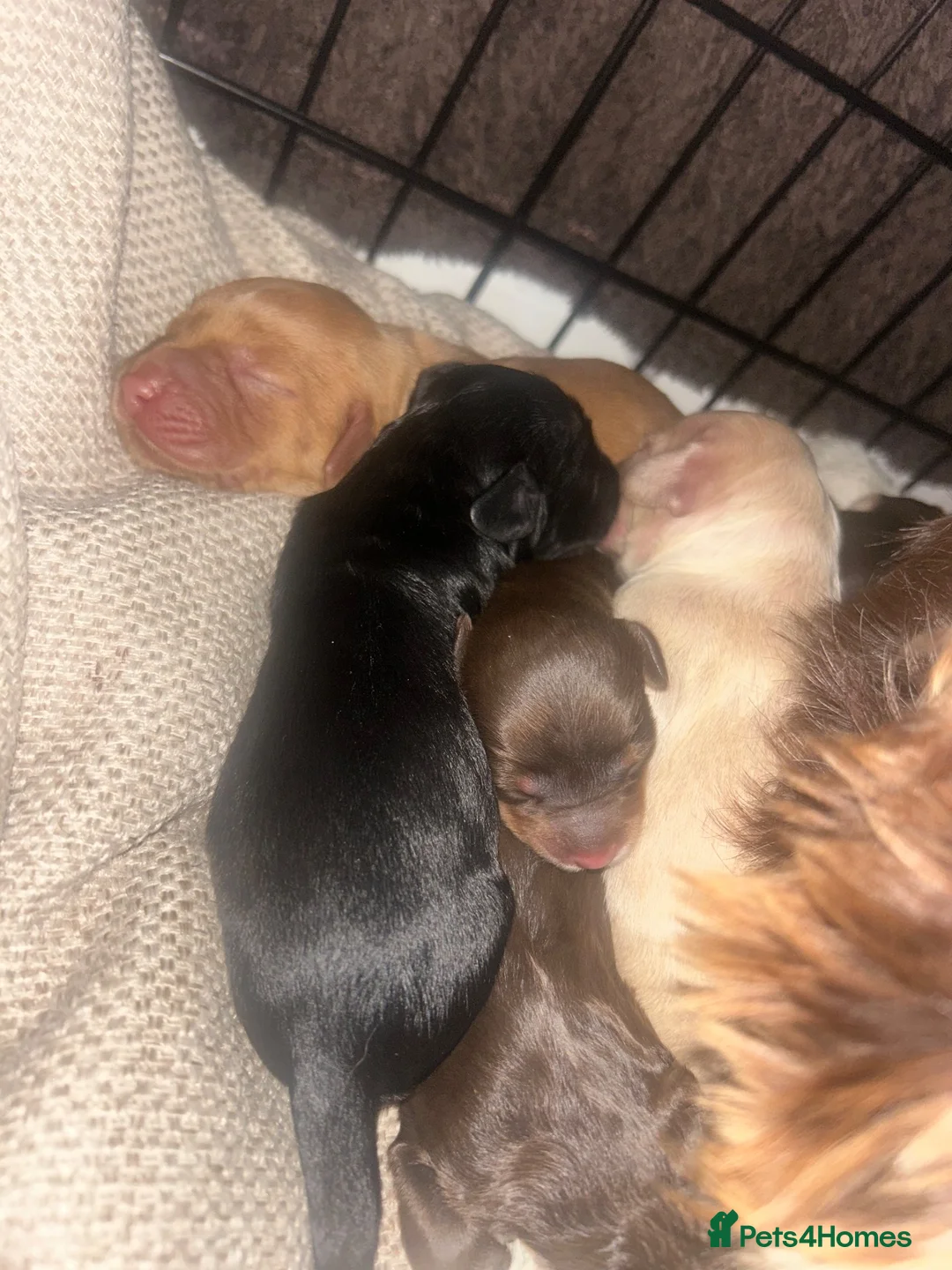 Cockapoo dogs for sale: Cockapoo Puppies - Advert 1