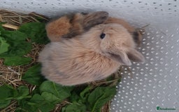 Lionhead rabbits for sale: Baby bunny's  - Advert 11