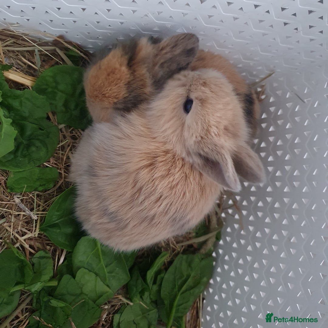 Lionhead rabbits for sale: Baby bunny's  - Advert 11