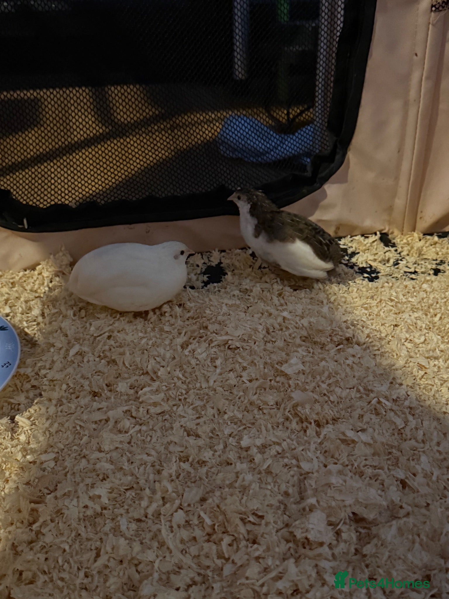 Quail poultry Chinese button quail  - Advert 2