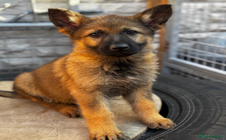 German Shepherd dogs in Coalville - Advert 3