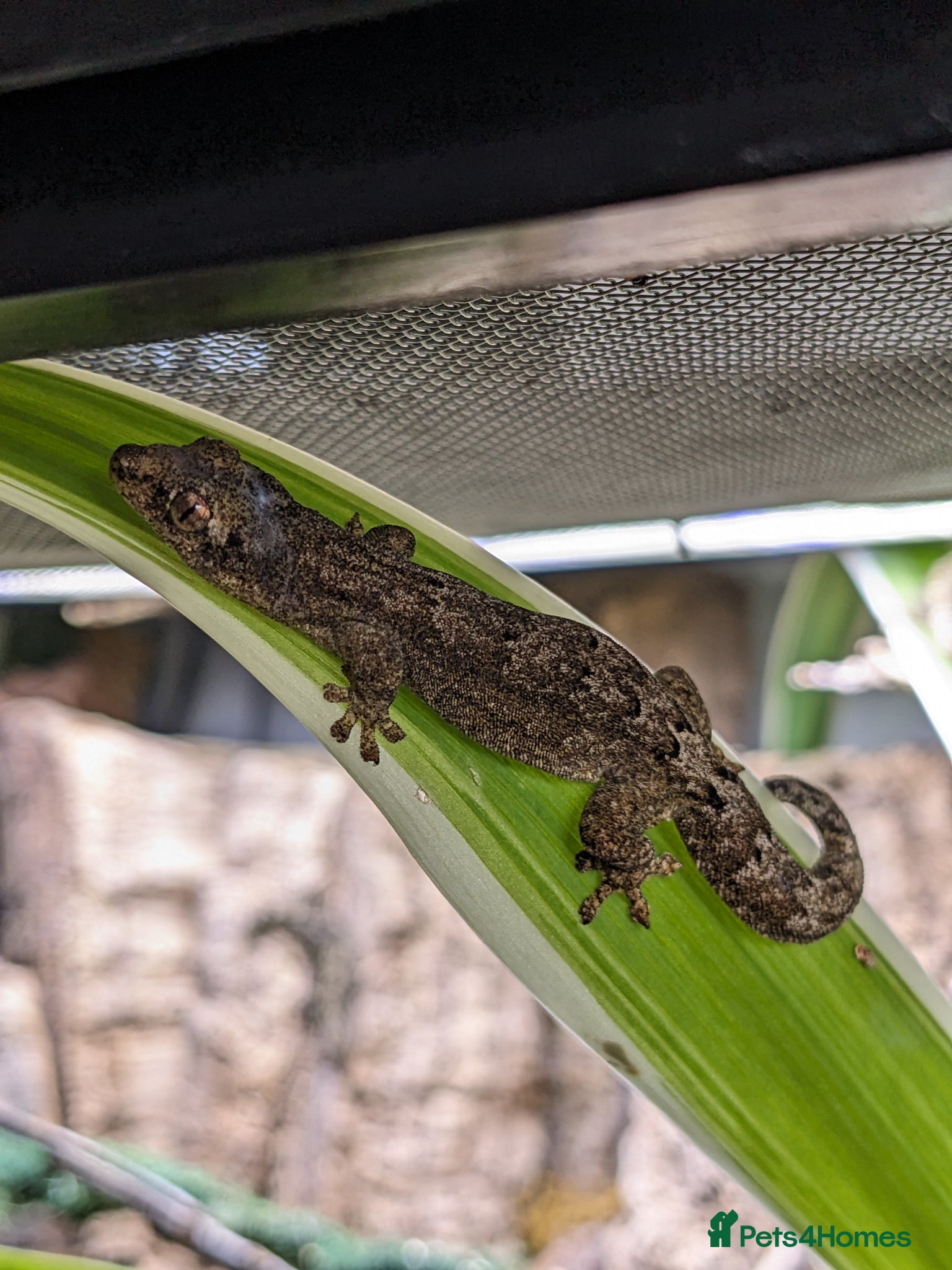 Gecko reptiles Mourning Geckos  - Advert 1