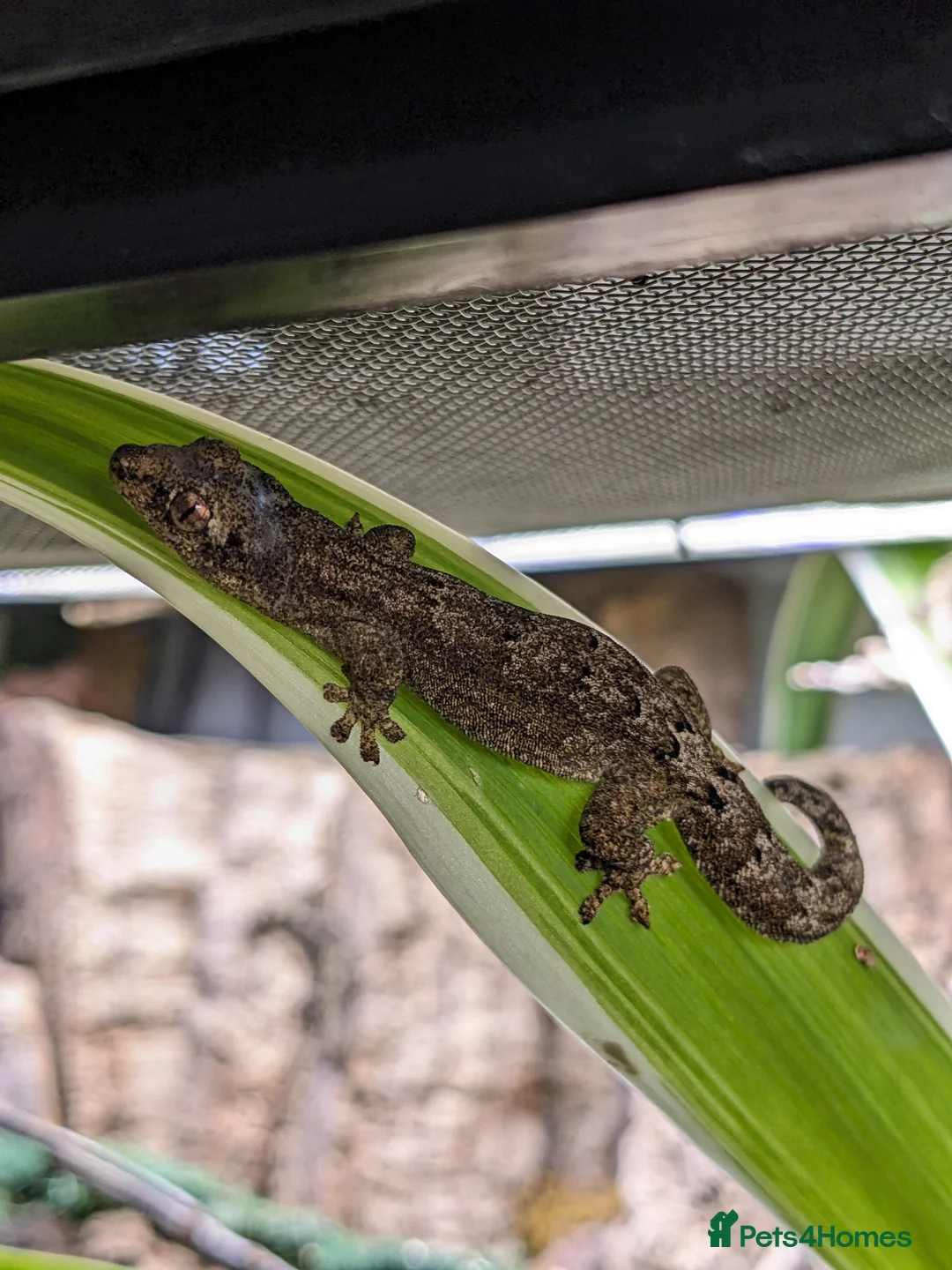 Gecko reptiles for sale: Mourning Geckos  - Advert 1