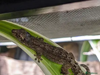 Gecko reptiles for sale: Mourning Geckos - Advert 1