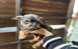 Mixed Breed dogs for sale: Jack Russell x dachshund male  - Advert 2