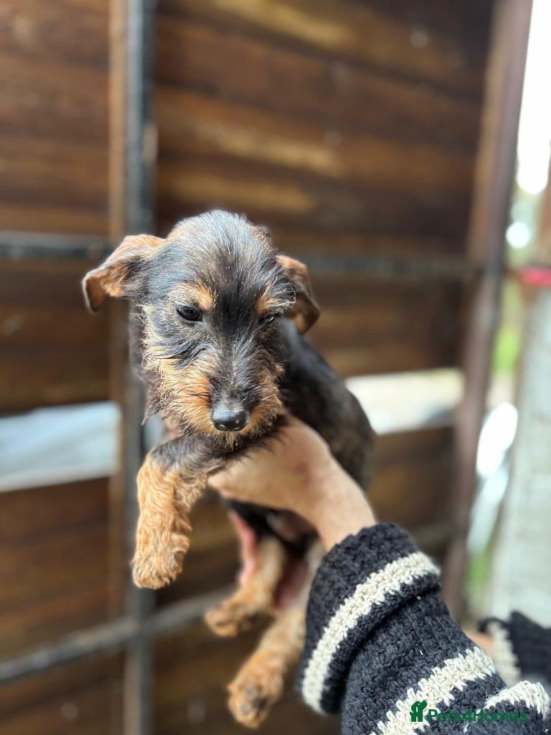 Mixed Breed dogs for sale: Jack Russell x dachshund male  - Advert 2