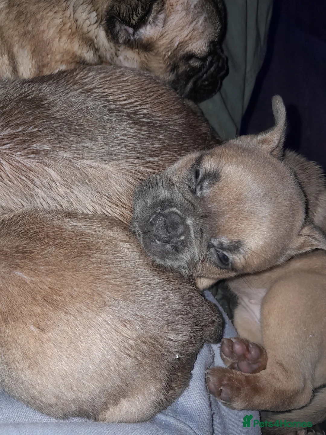 Mixed Breed dogs for sale: French bulldog x - Advert 11
