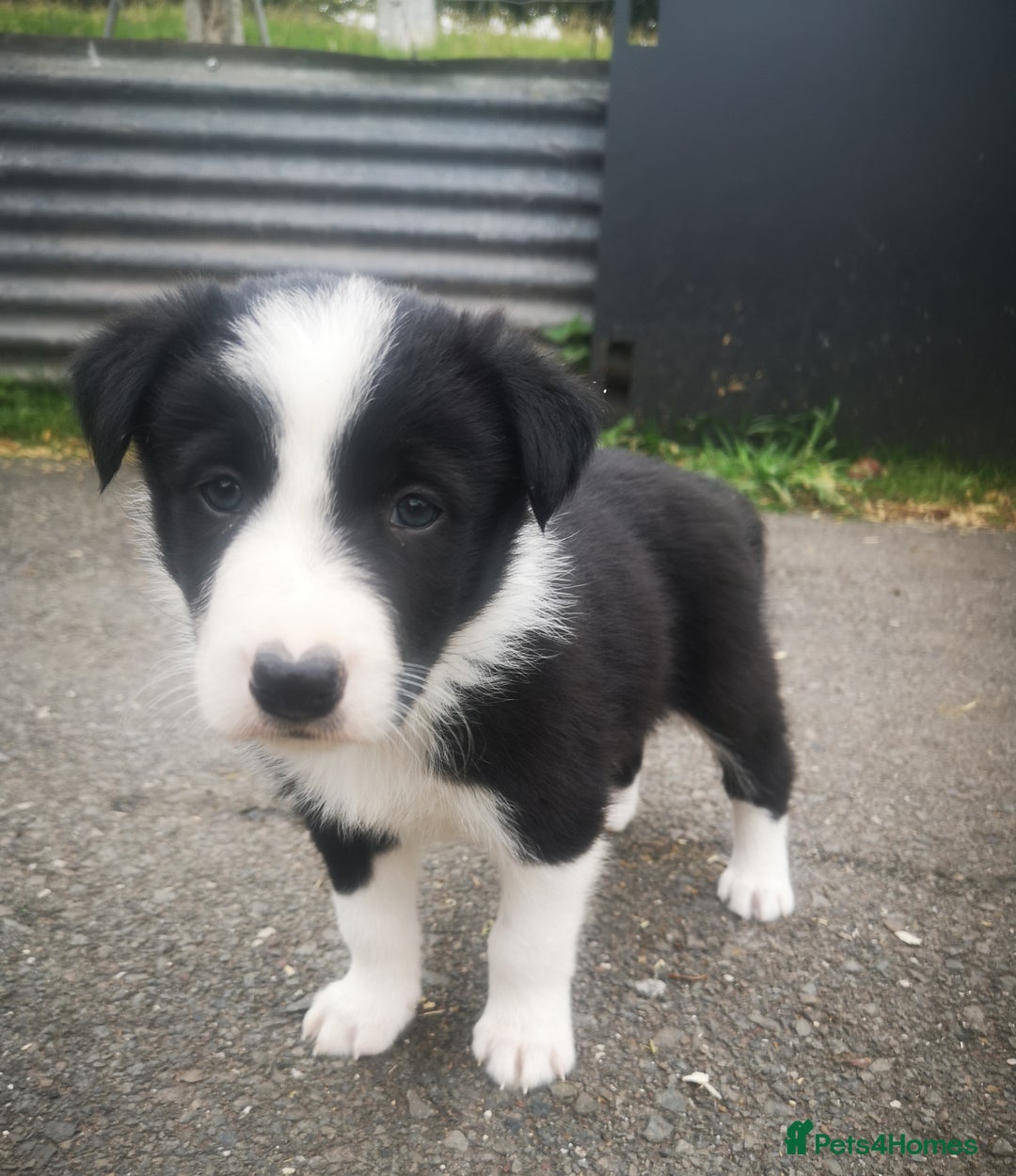 Border Collie dogs for sale: Beautiful Fluffy collie pups for sale  - Image 8