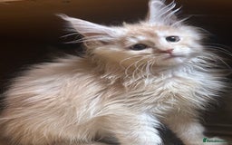Maine Coon cats for sale: Stunning Mainecoon kittens  - Image 21