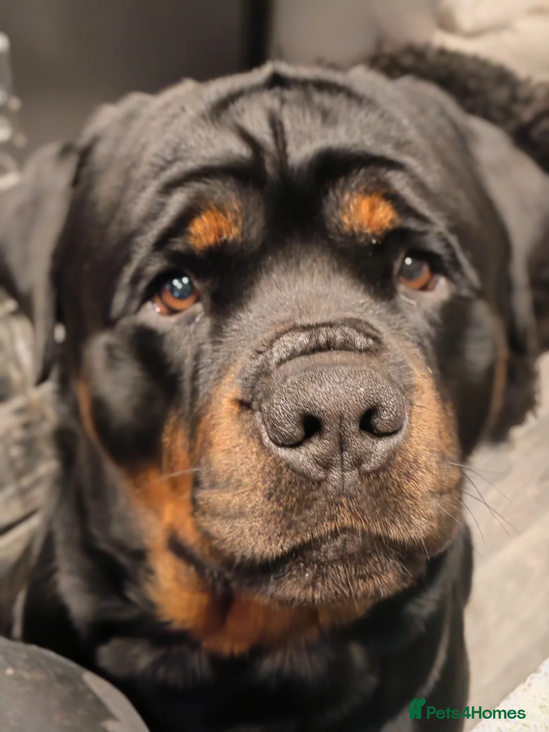 Rottweiler dogs for stud: CH Kayshillblue Zeus of Lorayla JW  in Motherwell - Advert 6