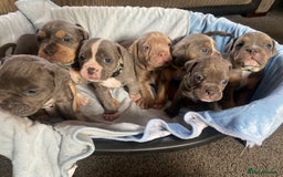 Dorset Olde Tyme Bulldogge dogs for sale: N.E.B.B.R fluffy carriers olde tyme bulldogs - Image 9