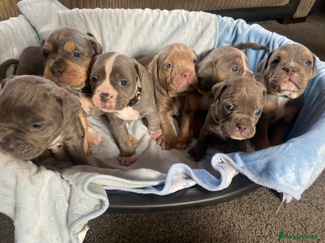 Dorset Olde Tyme Bulldogge dogs for sale: N.E.B.B.R fluffy carriers olde tyme bulldogs - Image 9