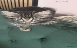 Maine Coon cats for sale: Maine coone mix lovely kitten in Leeds - Image 15