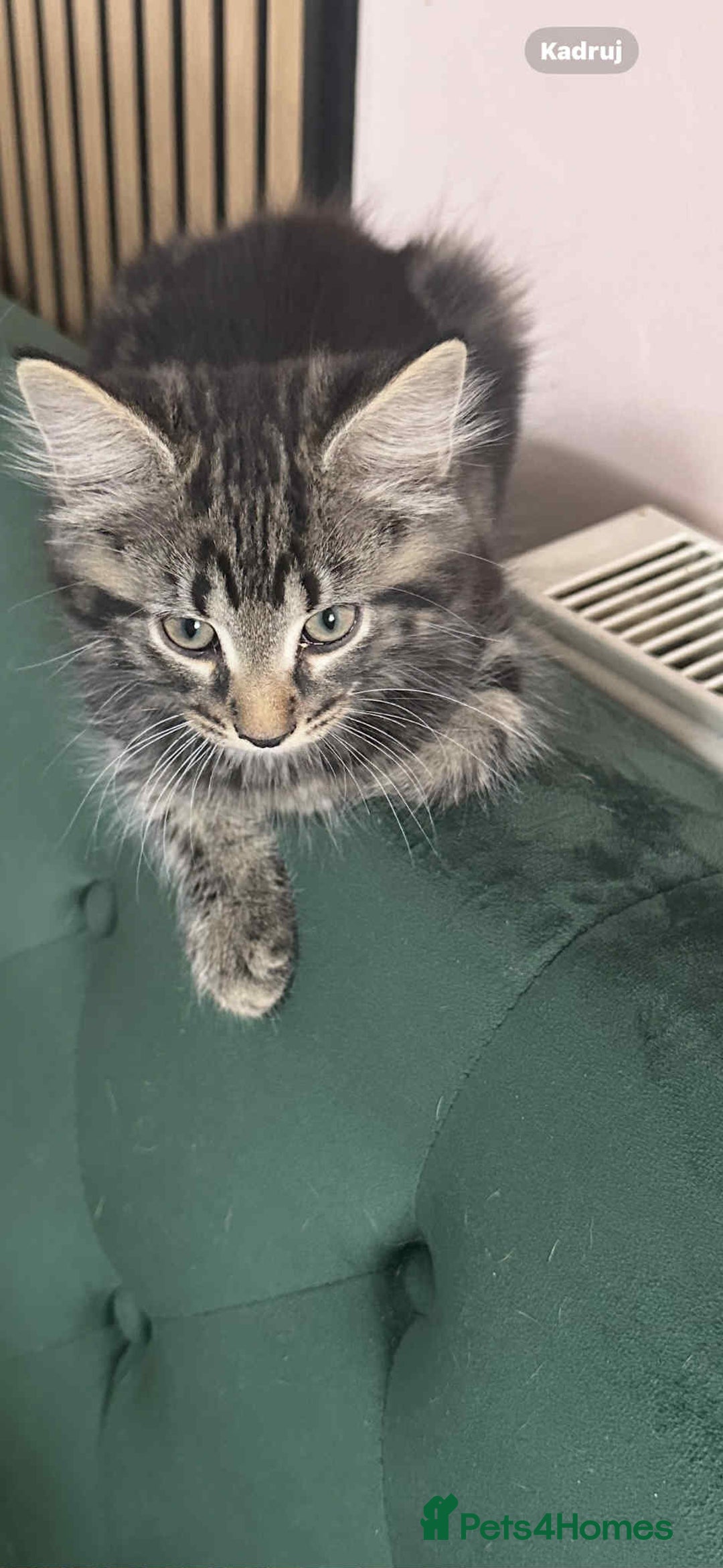 Maine Coon cats for sale: Maine coone mix lovely kitten in Leeds - Image 15