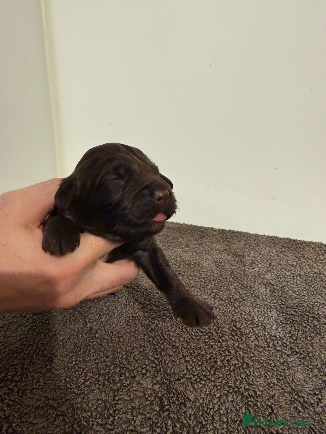 Cockapoo dogs for sale: Beautiful miniature cockapoos  - Advert 5