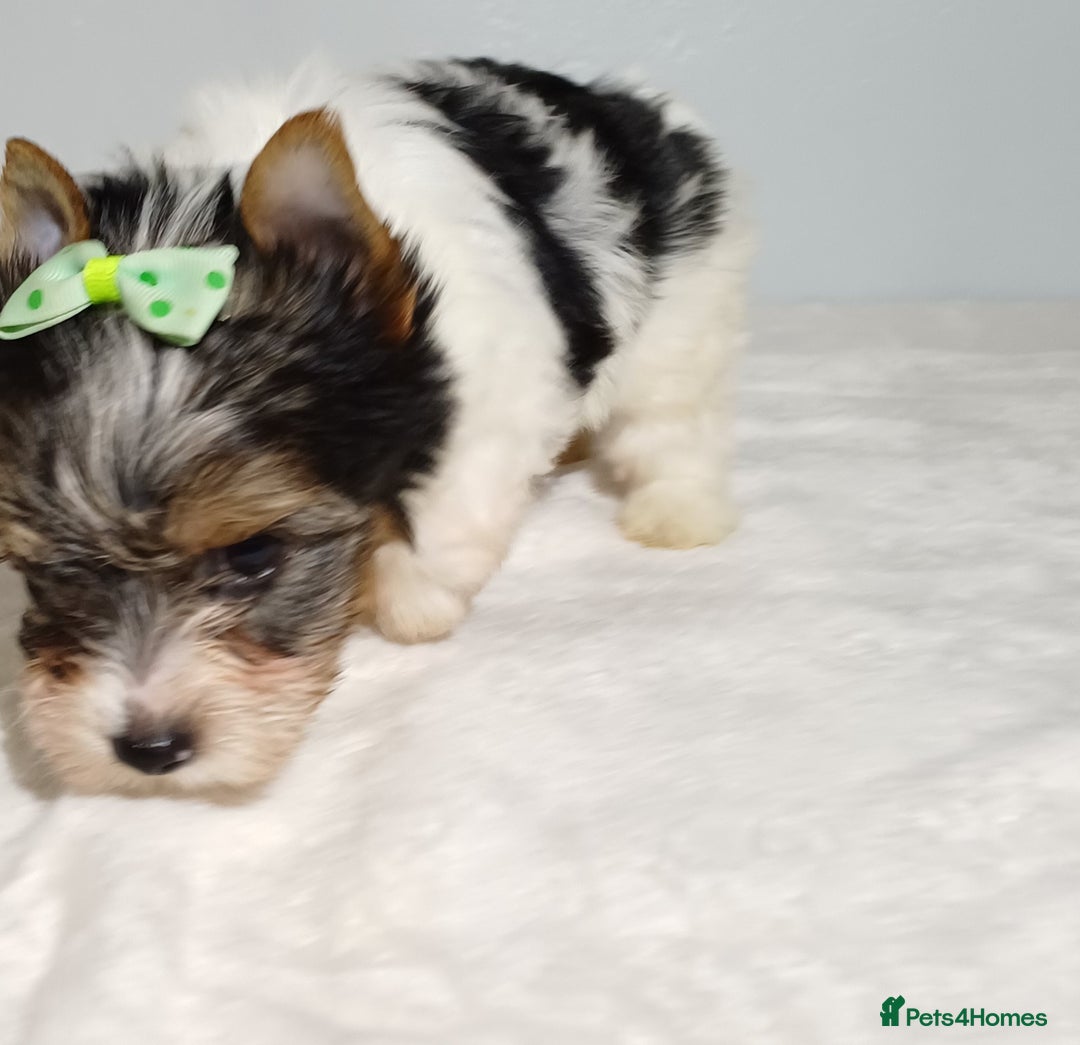 Yorkshire Terrier dogs for sale: 100% Biewer yorkshire-terrier Pedigree  - Advert 28