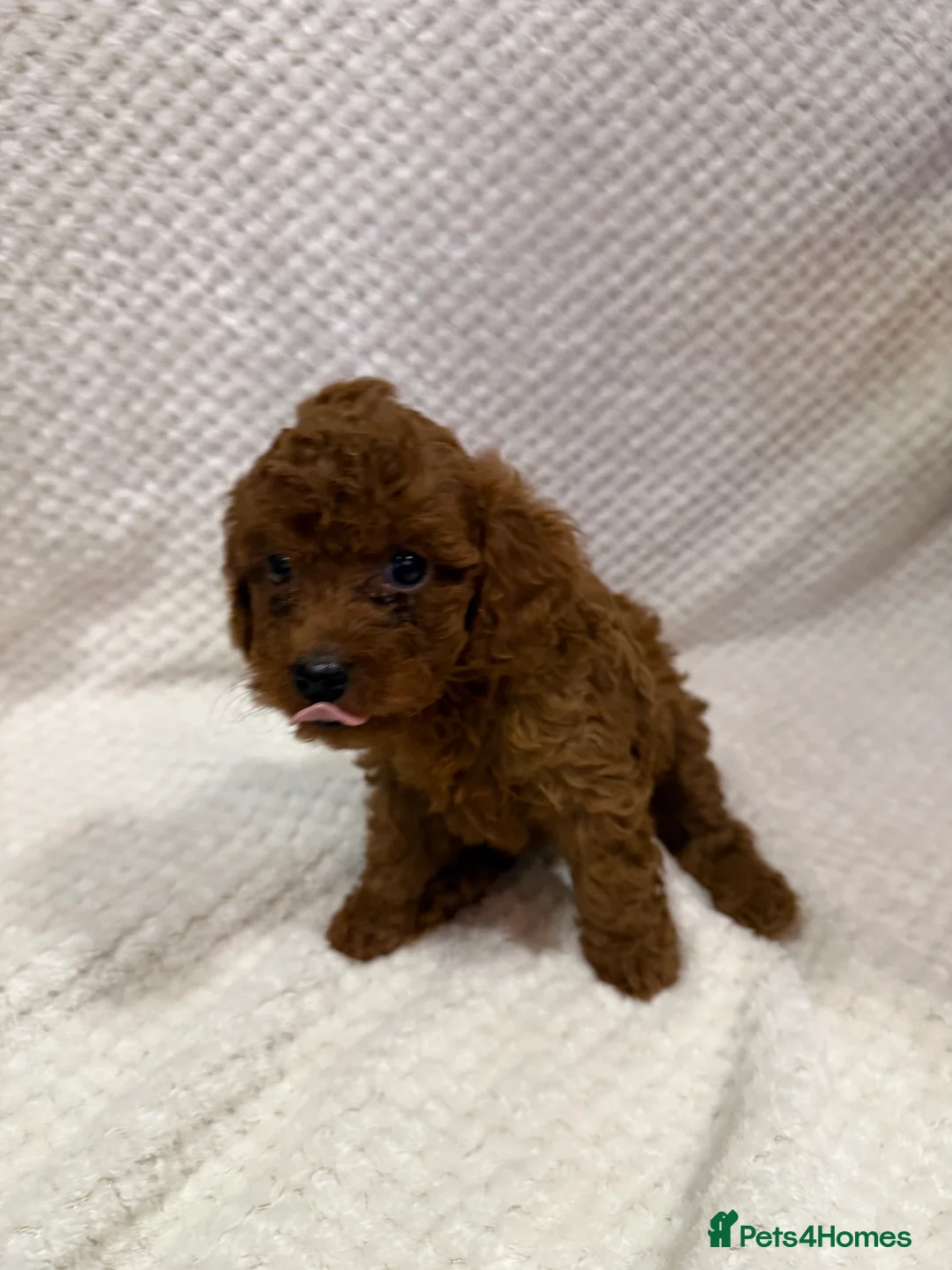 Cavapoo dogs for sale: FB1 Cavapoo - Advert 8