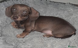 Miniature Dachshund dogs for sale: Miniature Smooth haired daschund puppies  - Image 1