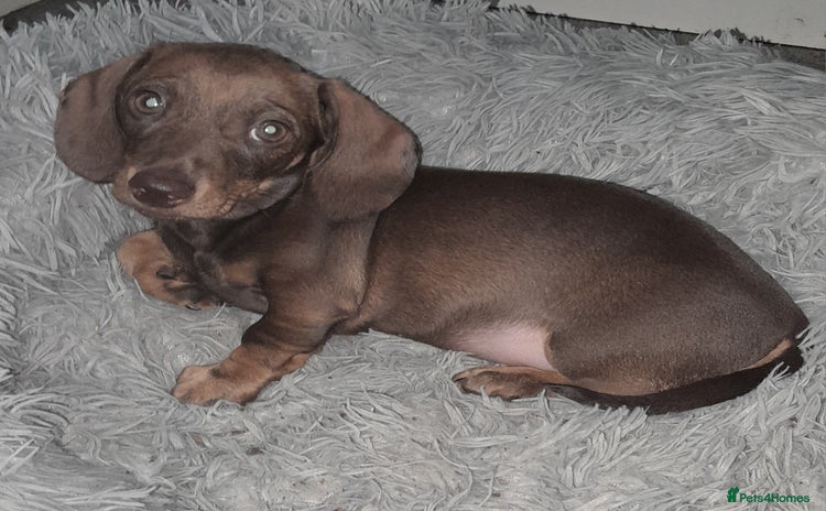 Miniature Dachshund dogs - Advert 4