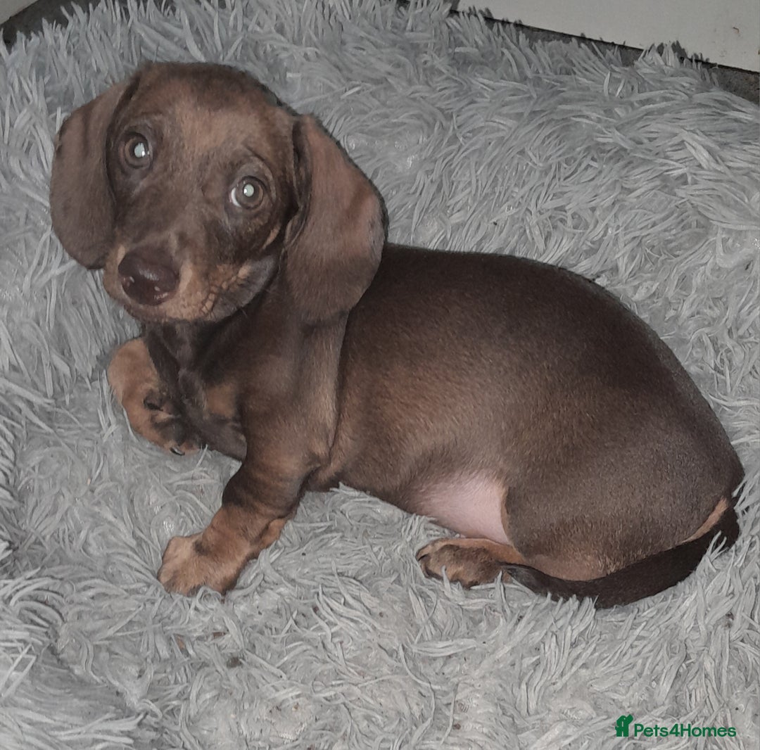 Miniature Dachshund dogs for sale: Miniature Smooth haired daschund puppies  - Image 1