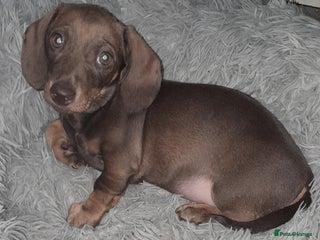 Miniature Dachshund dogs - Advert 16