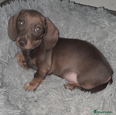 Miniature Dachshund dogs - Advert 10