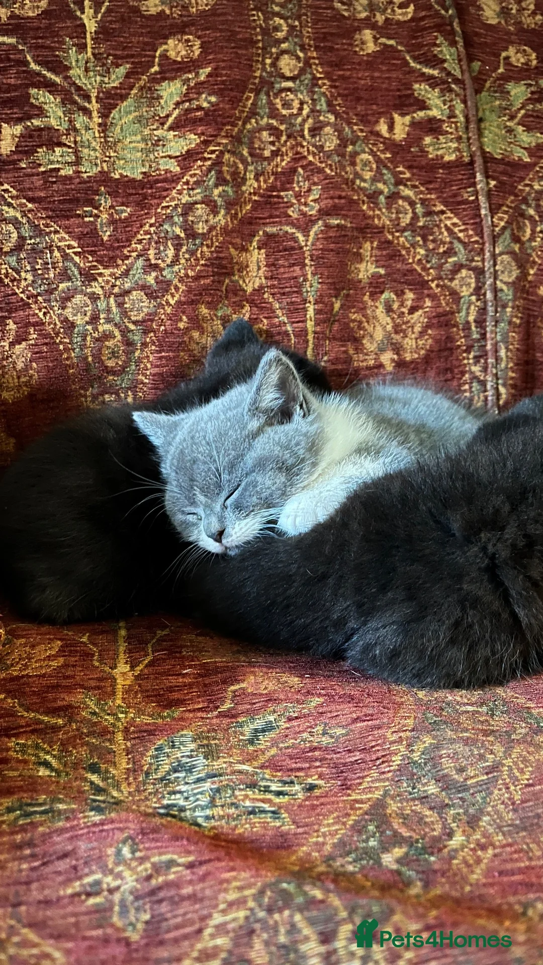 British Shorthair cats for sale: 2 British shorthair girls/ 1 British shorthair mix in Ipswich - Advert 2