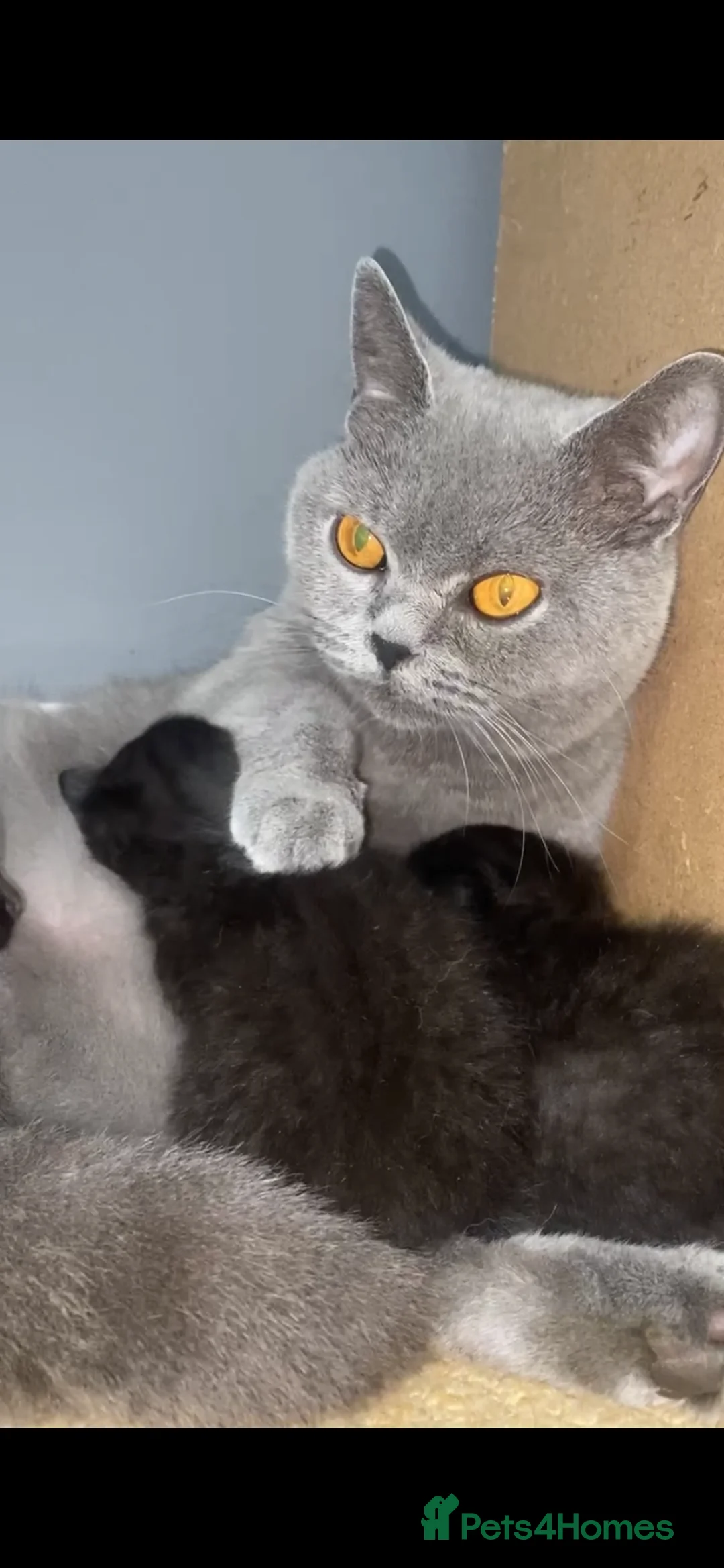 Mixed Breed cats for sale: 5 chocolate brown kittens  - Advert 2