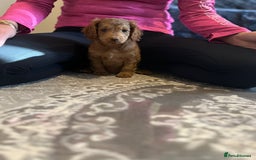 Cockapoo dogs for sale: Stunning F2 cockapoo puppies available 😍  - Image 8