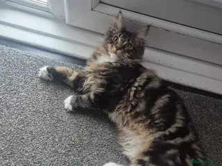 Maine Coon cats Maine coon 6 months old - Advert 1