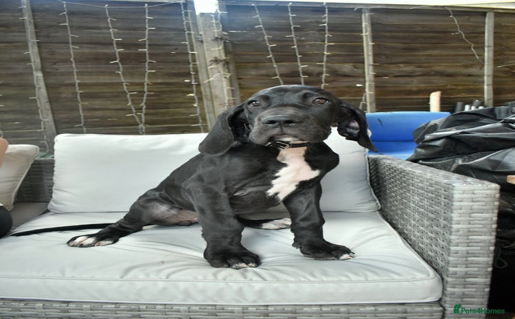 Great Dane dogs in Bathgate - Advert 1