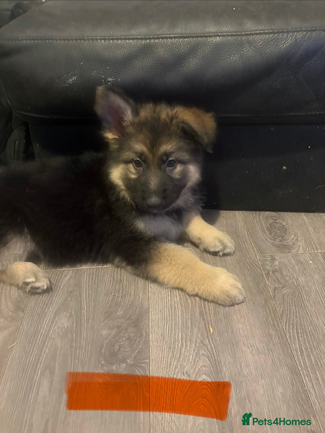 Mixed Breed dogs for sale: 4 stunning German shepherd pups for sale ready now - Advert 18